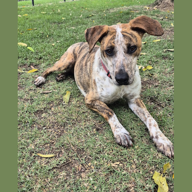 Photo of Bindi