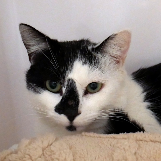 Photo of Nigel Rsta013958