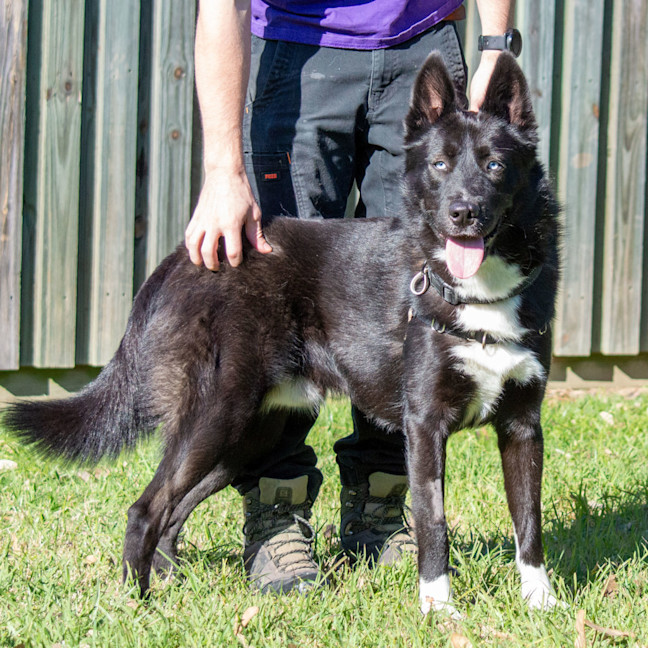 Photo of Hunter
