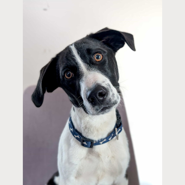 Photo of Bandit