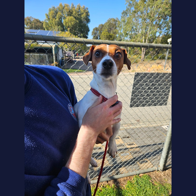 Photo of Patch