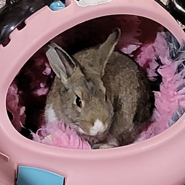 Photo of Johnny Bravo