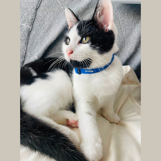 Photo of 🍪 Cookie 🍪 