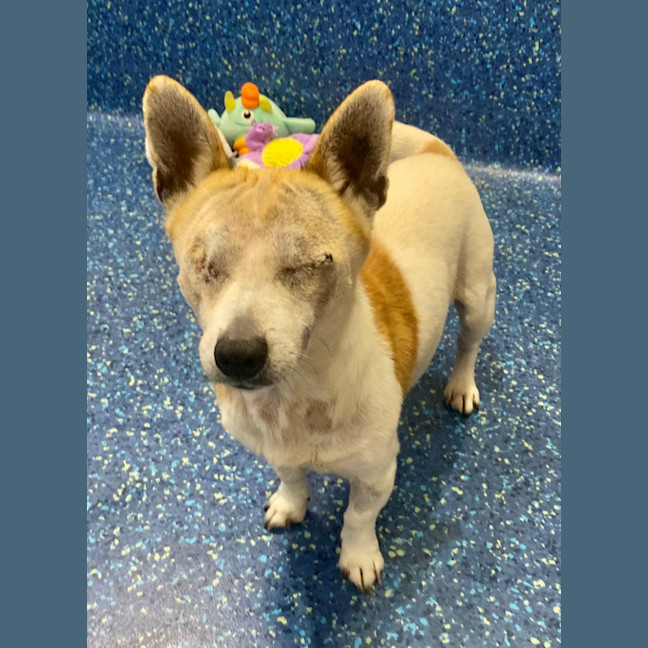 Photo of Odie