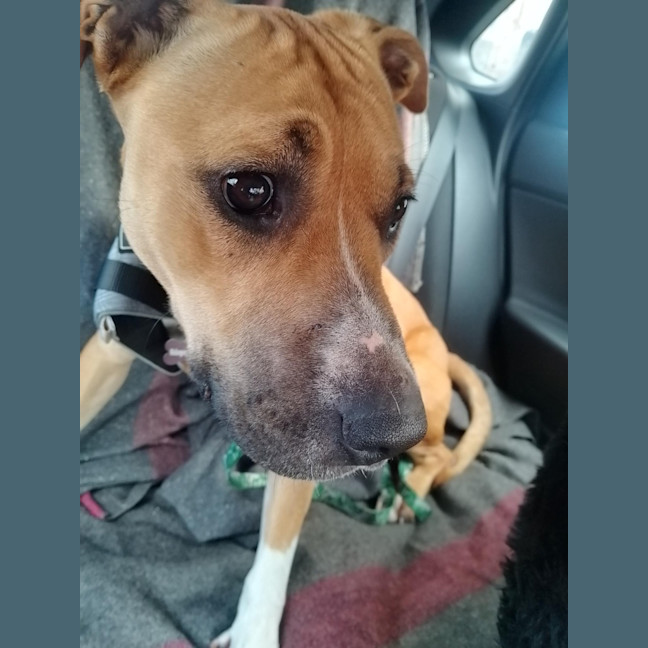 Photo of Daisy