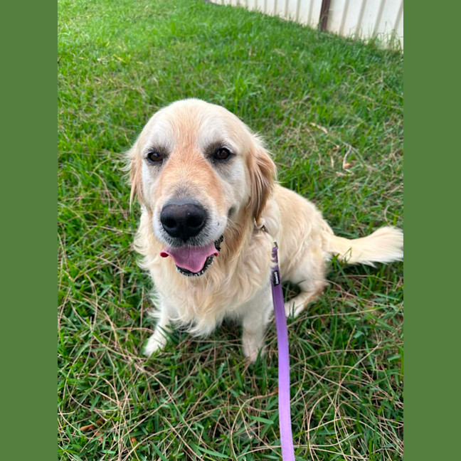 Photo of Max   8 Year Old Golden Retriever
