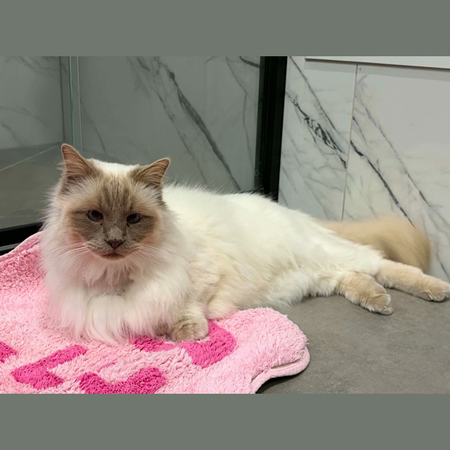 Photo of Aslan