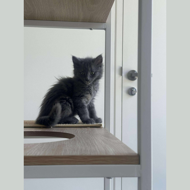 Photo of Countess Wigglebum 