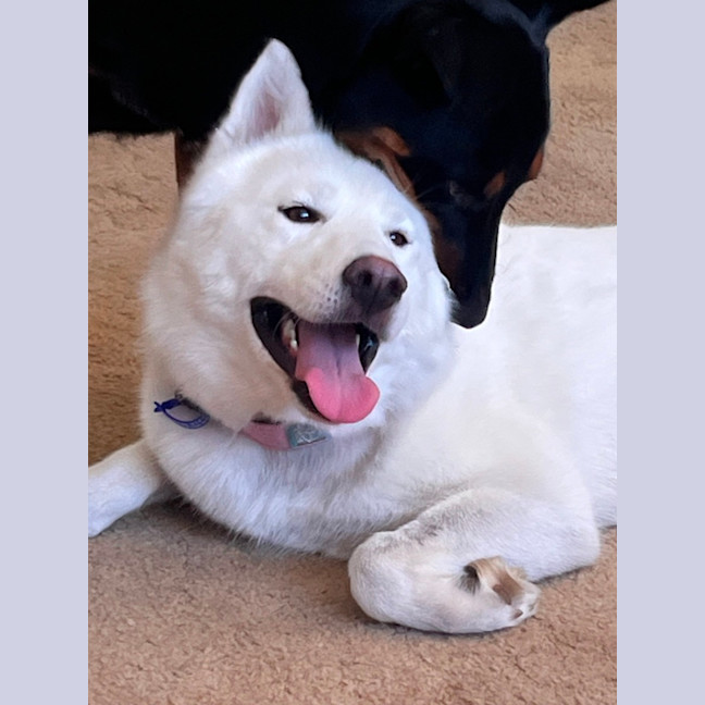 Photo of Honey   1 Year Old Husky