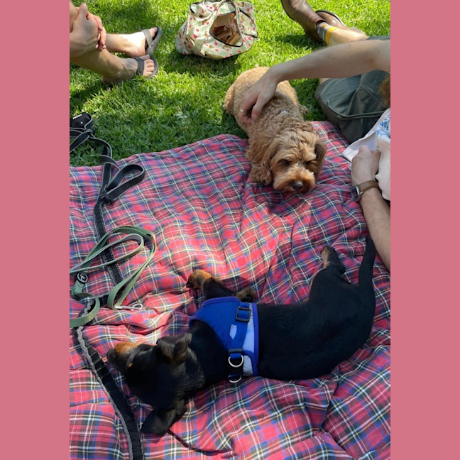 Photo of Archie   4 Month Old Dachshund X