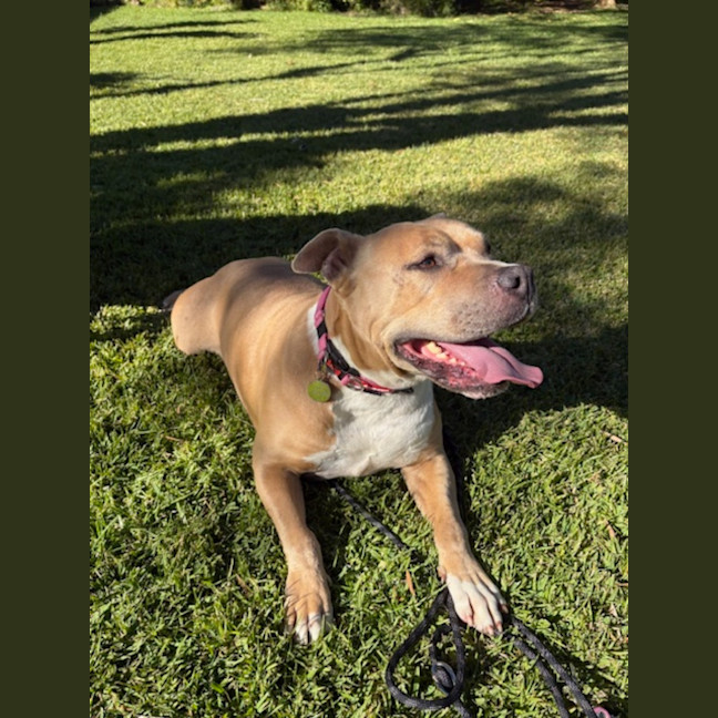 Photo of Boss   7 Year Old Staffy