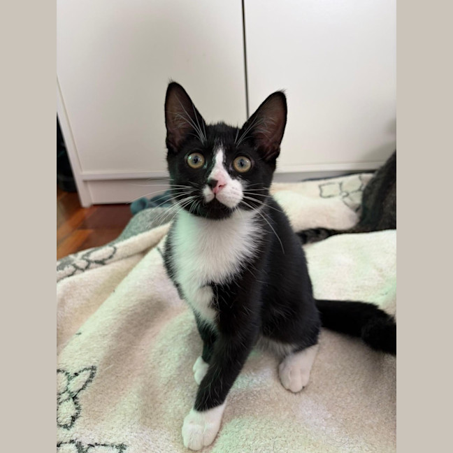 Photo of 🤍 Momo 🖤