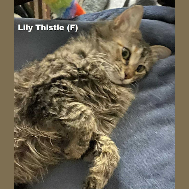Photo of Lily Thistle