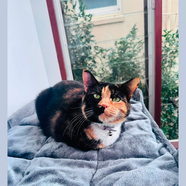 Photo of Fat Cat ❤️