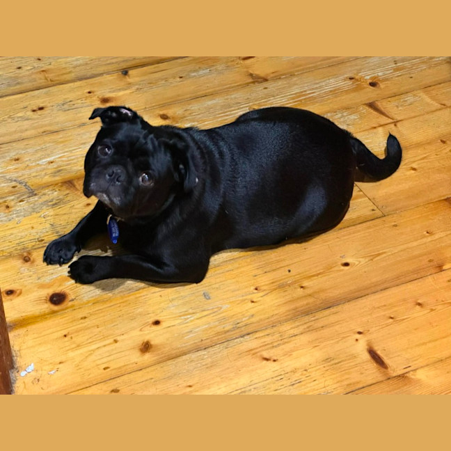 Photo of Peggy   5 Year Old French Bulldog X Pug