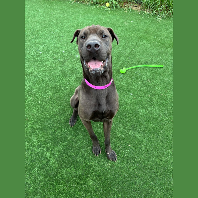 Photo of Ariel Imp 2240