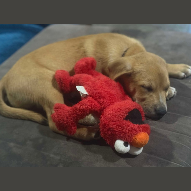 Photo of Charlie