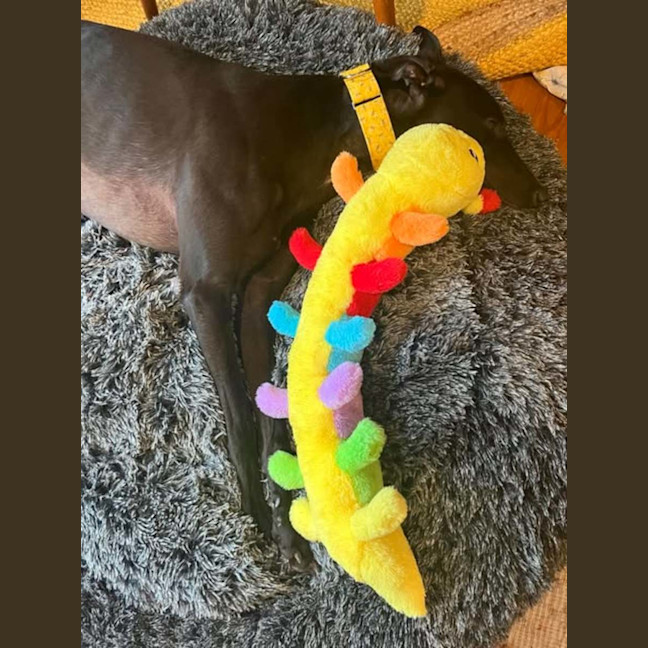 Photo of Egor, The Greyhound