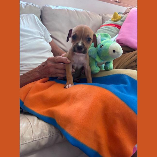 Photo of Buddy