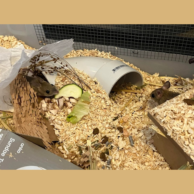 Photo of Myrtle, Protea & Ajuga