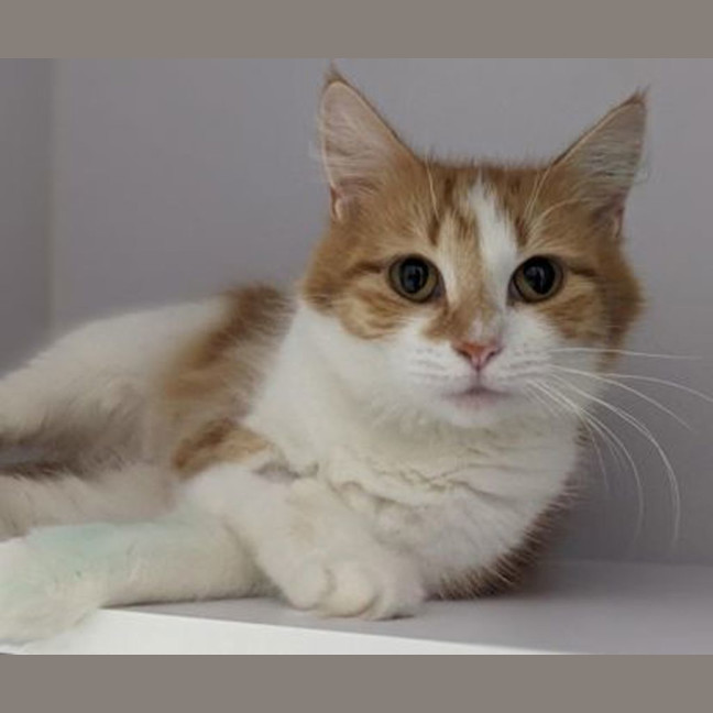 Photo of Aggie