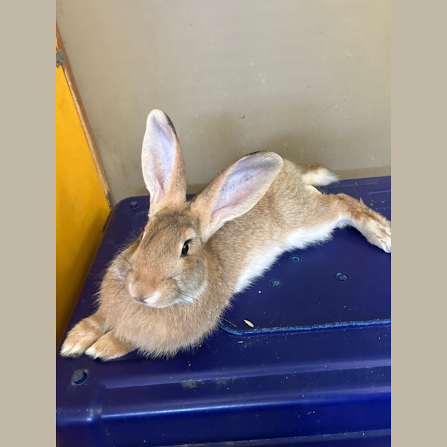 Photo of Cookie