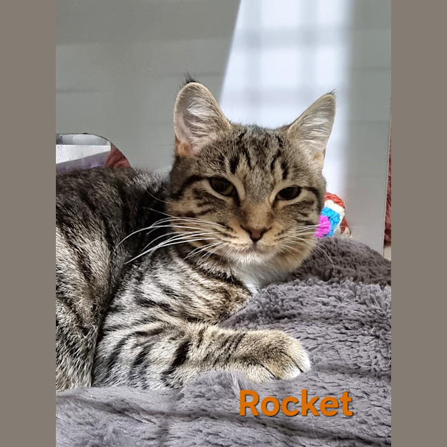 Photo of Rocket