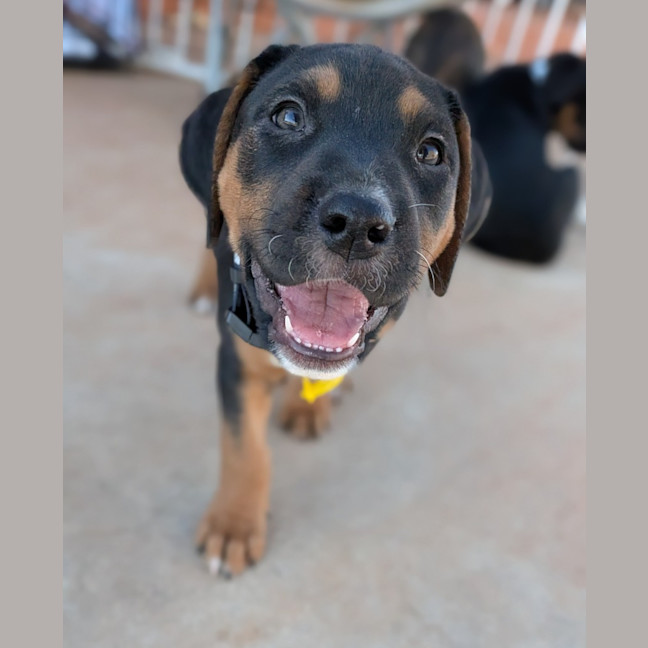 Photo of Clover
