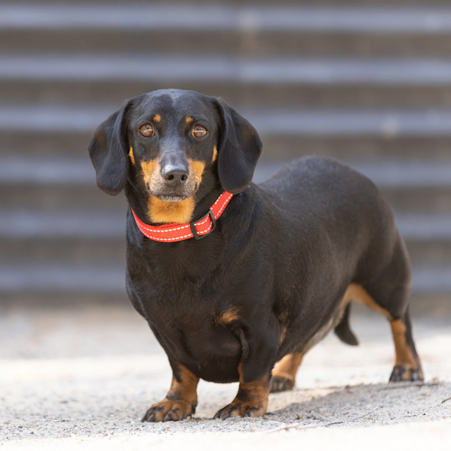 Photo of Milo