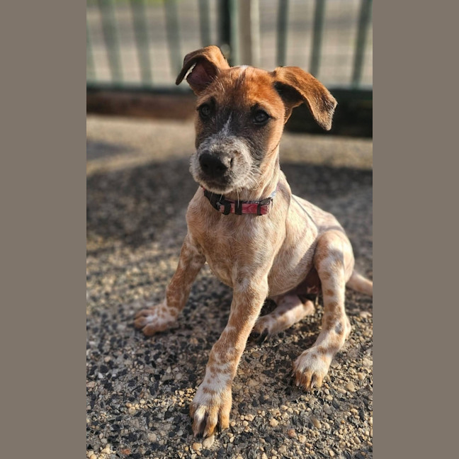 Photo of Tula