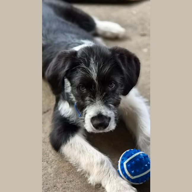 Photo of Sherlock