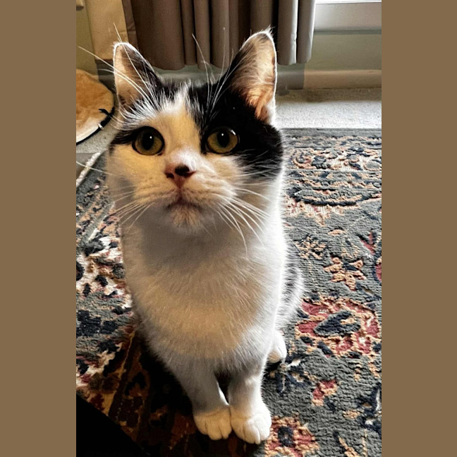 Photo of Ayla * 9 Lives Project Rescue*