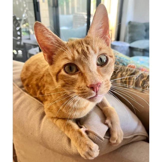 Photo of 10596   Doxy