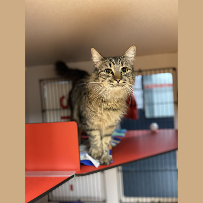 Photo of Ziggy