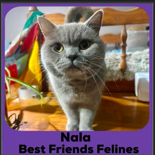 Photo of Nala