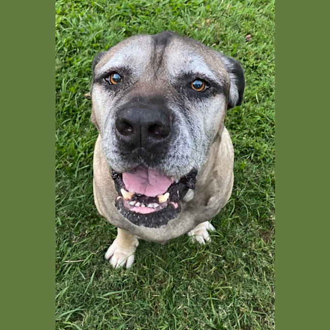 Photo of Bogie *$150 Adoption Fee*