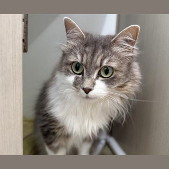 Photo of Diamond