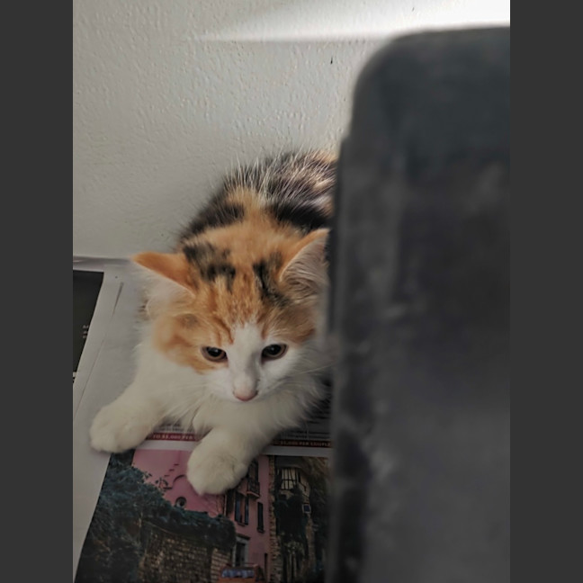 Photo of Bindi