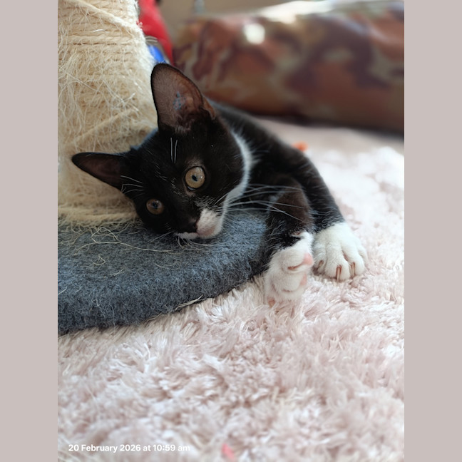 Photo of Princess Sparkles