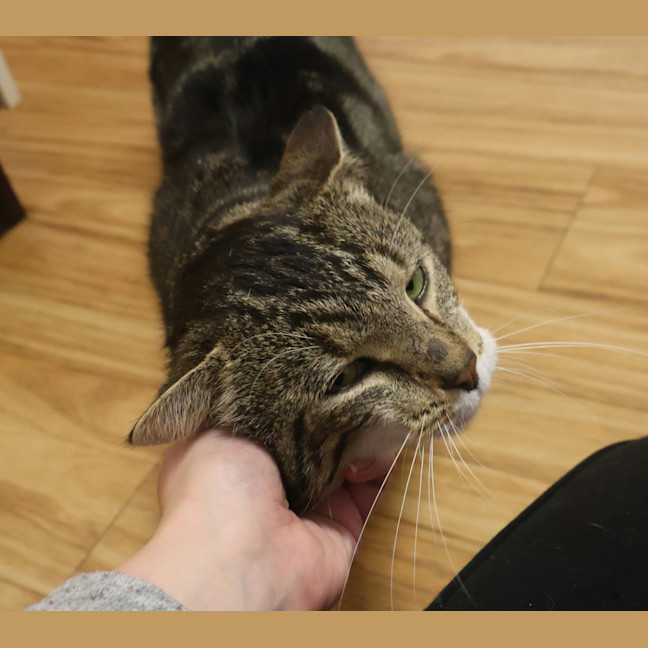 Photo of Meatball