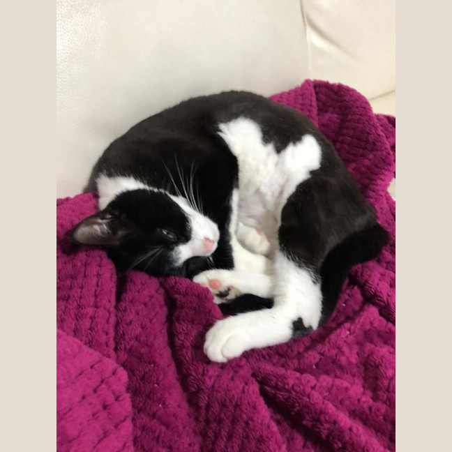 Photo of Oreo