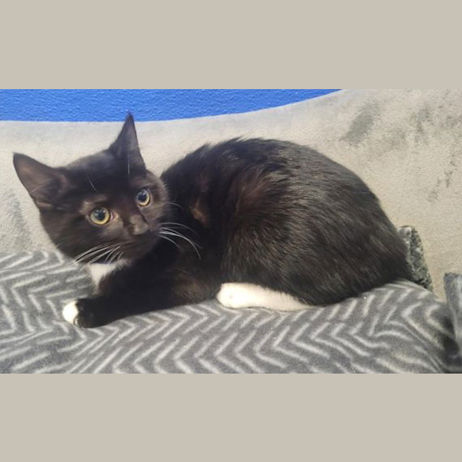 Photo of Oreo