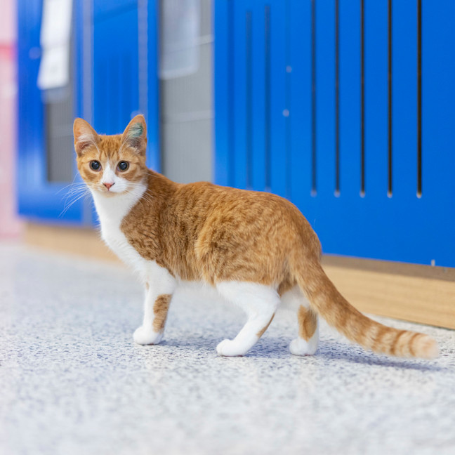 Photo of Molly (Ginger)