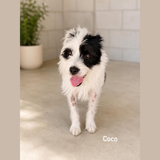 Photo of Coco