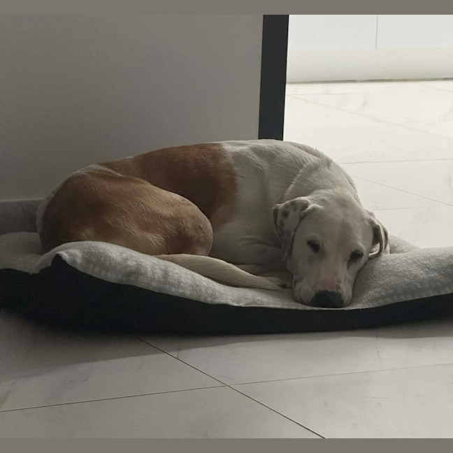 Photo of Koba