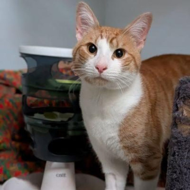 Photo of Cornelius