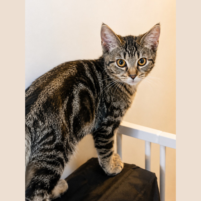 Photo of Pepper