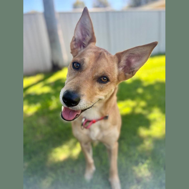 Photo of Frankie
