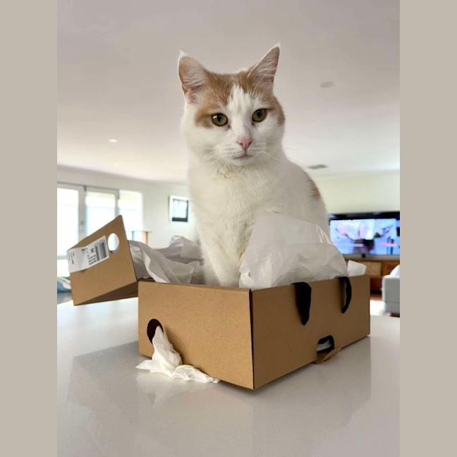Photo of Whisper (Assisted Rehoming)