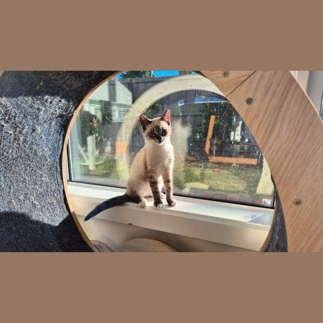 Photo of Bolt